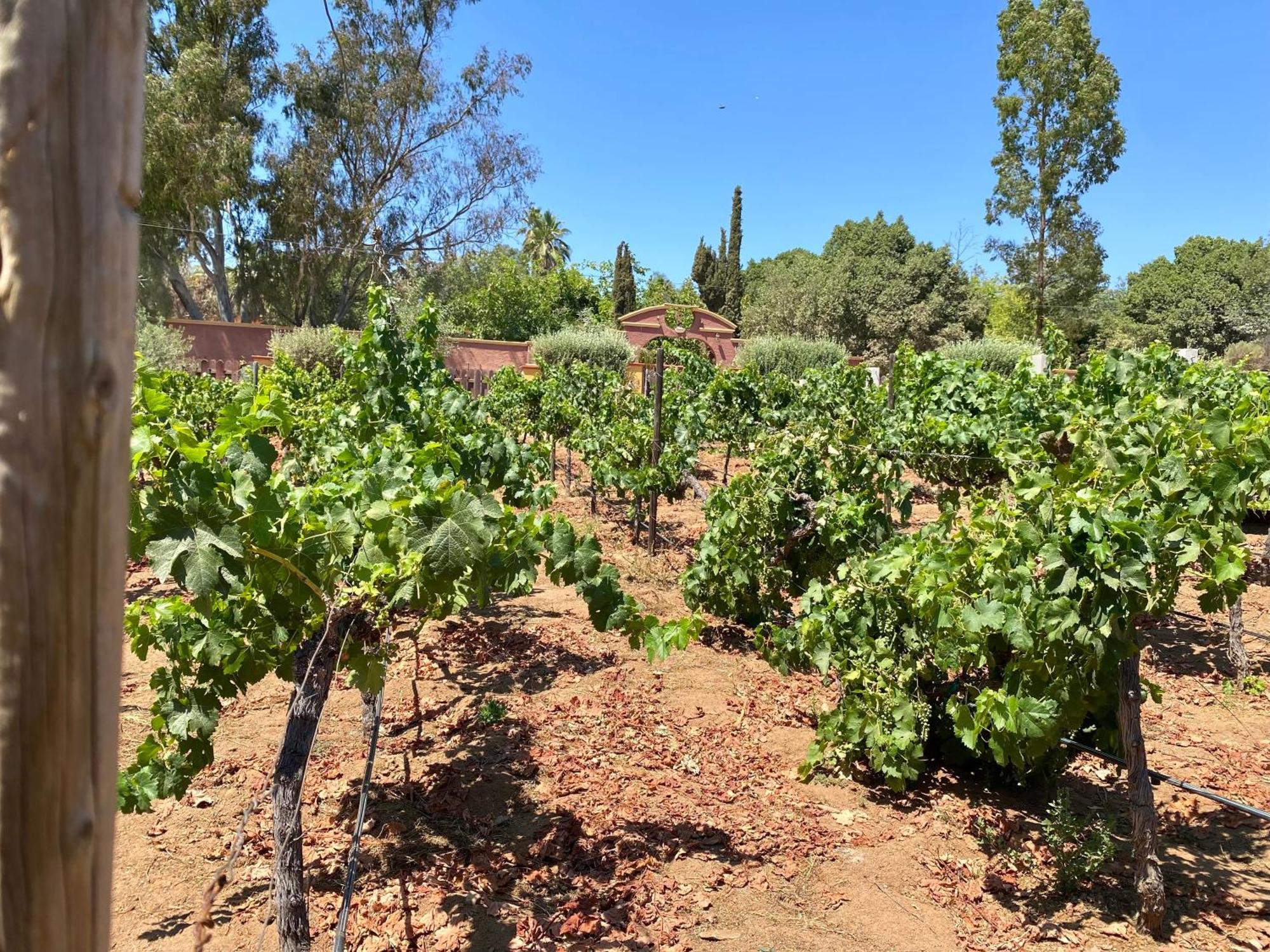 Tierra Mia Hacienda Ruta Del Vino Otel Valle de Guadalupe Dış mekan fotoğraf
