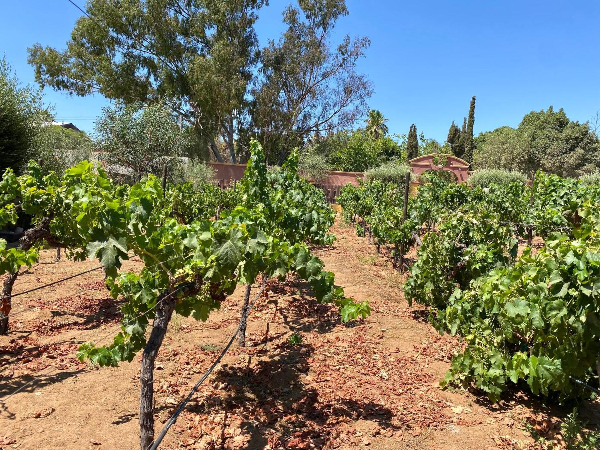 Tierra Mia Hacienda Ruta Del Vino Otel Valle de Guadalupe Dış mekan fotoğraf